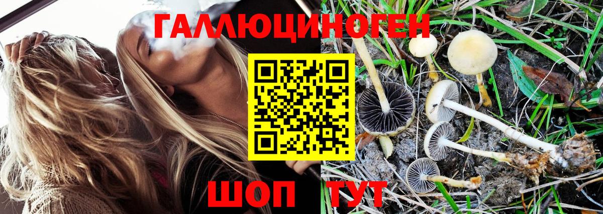 Гусиноозёрск  Псилоцибиновые грибы MAGIC MUSHROOMS  Вход с VPN 